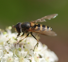 Parasyrphus vittiger