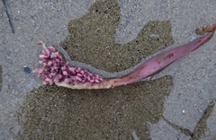 Chondracanthus