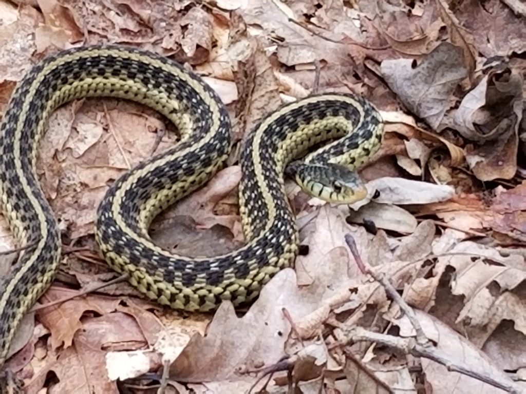 Eastern Garter Snake From Howard County, US-MD, US On August 15, 2020 ...