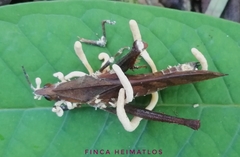 Beauveria locustiphila