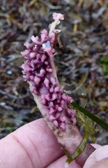 Chondracanthus