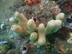 Holopsamma laminaefavosa