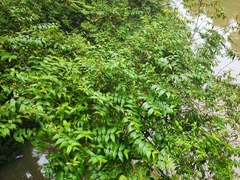 Woodfordia fruticosa