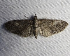 Eupithecia graefii
