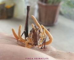 Beauveria locustiphila