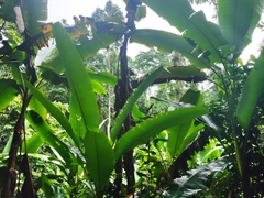 Musa acuminata