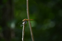 Sympetrum
