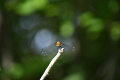 Sympetrum