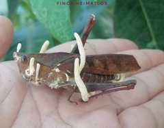 Beauveria locustiphila