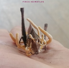 Beauveria locustiphila