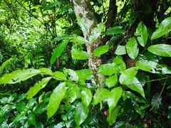 Millettia leptobotrya