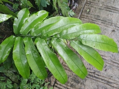 Angiopteris lygodiifolia