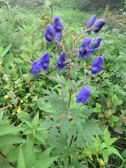 Aconitum senanense