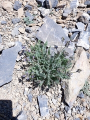 Oxytropis deflexa foliolosa