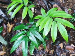 Angiopteris lygodiifolia