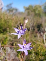 Thelymitra malvina