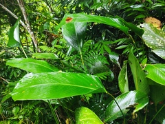 Stachyphrynium placentarium