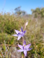 Thelymitra malvina