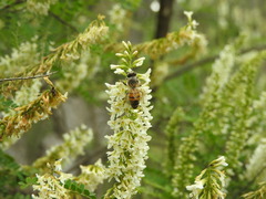 Eysenhardtia polystachya