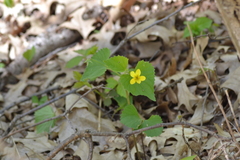 Viola eriocarpa