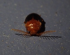 Prionocyphon discoideus