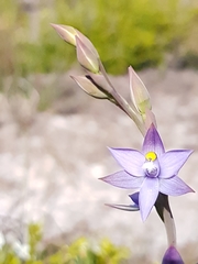 Thelymitra angustifolia