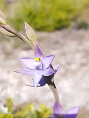 Thelymitra angustifolia