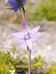 Thelymitra angustifolia