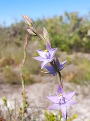Thelymitra angustifolia