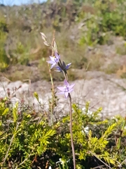Thelymitra angustifolia