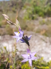 Thelymitra angustifolia
