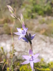 Thelymitra angustifolia