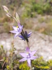 Thelymitra angustifolia