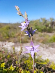 Thelymitra angustifolia