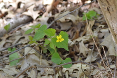 Viola eriocarpa