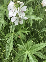 Sidalcea candida