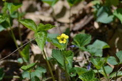 Viola eriocarpa