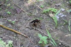 Diogmites platypterus