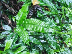 Bolbitis heteroclita