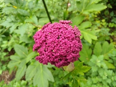 Angelica gigas