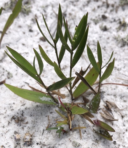 Dichanthelium webberianum
