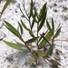 Dichanthelium webberianum - Photo (c) brettbudach, algunos derechos reservados (CC BY-NC)