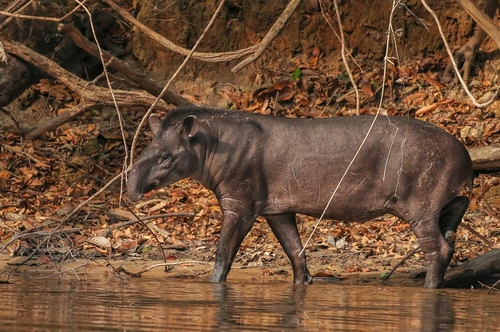 South American Tapir, photo 2 of 10