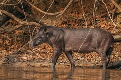 South American Tapir photo 2