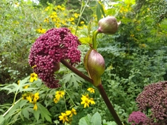 Angelica gigas
