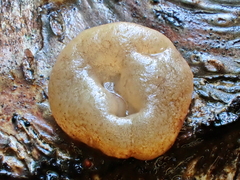 Adelphella babingtonii