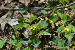 Viola eriocarpa
