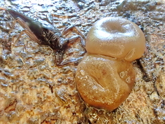Adelphella babingtonii