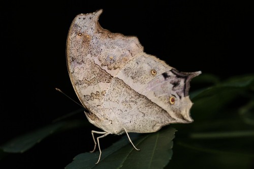 Eastern Clouded Mother-of-Pearl