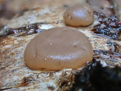 Adelphella babingtonii